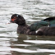 adulto, Pescantina (VR), 16.01.2011