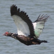 adulto, Cavanella d'Adige (VE), 28.05.2016