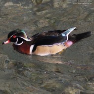 maschio, Treviso (TV), 8.12.2015