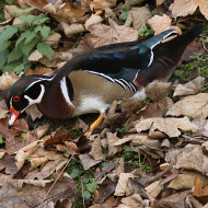 maschio, Treviso (TV), 8.12.2015