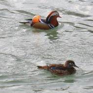 femmina con anatra mandarina, Verona, 11.01.2003