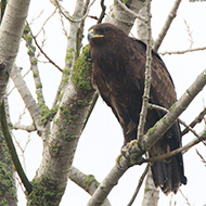 adulto, Brussa (VE), 26.11.2016