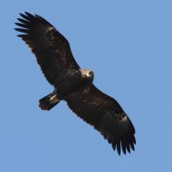 adulto, Brussa (VE), 26.01.2013