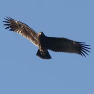 immaturo, Valle Perera (VE), 25.01.2014