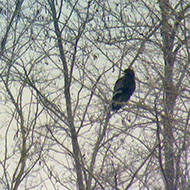 2cy, Cologna Veneta (VR), 24.01.2010