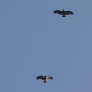 3 individui, Valle Perera (VE), 25.01.2014