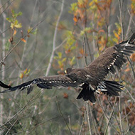 immaturo rilasciato dopo recupero a Valle Vecchia (VE), 29.10.2010