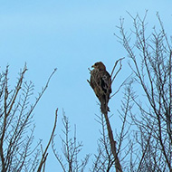 2 cy, Porto Tolle (RO), 22.1.2017