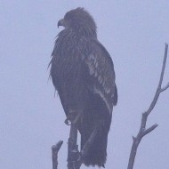 1 cy, Porto Tolle (RO), 30.12.2016