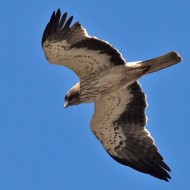 morfismo chiaro, maggio