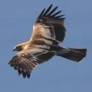 probabile 1cy, ottobre