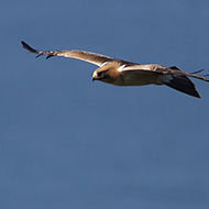 probabile 1cy, ottobre