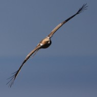 probabile 1cy, ottobre