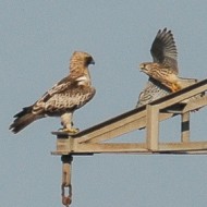 individuo con gheppio, febbraio