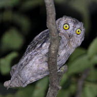 adulto, Povegliano (TV), 21.8.2018