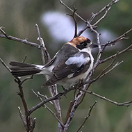 adulto abraso (femmina?), Lessinia (VR), 16.09.2017