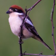 femmina(?), Verona, 12.05.2009