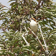 adulto abraso (femmina?), San Giorgio - Lessinia (VR), 8.08.2012