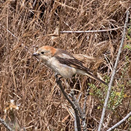 adulto leucistico, aprile