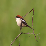femmina(?), Verona, 12.05.2009