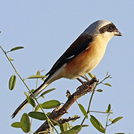 adulto, novembre - <a href=https://commons.wikimedia.org/wiki/File:Bay-backed_shrike_(Lanius_vittatus)_2.jpg target=CC><font color=white>[photo credits]</font></a>