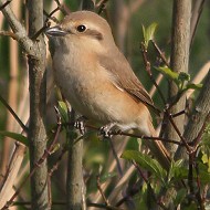 2cy, Porto Viro (RO), 11.04.2015