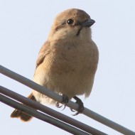 2cy, Porto Viro (RO), 11.04.2015