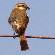 2cy, Porto Viro (RO), 11.04.2015