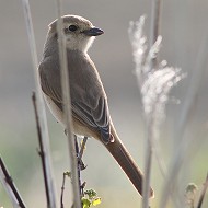 2cy, Porto Viro (RO), 12.04.2015