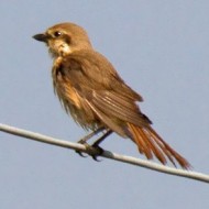 2cy, Porto Viro (RO), 12.04.2015