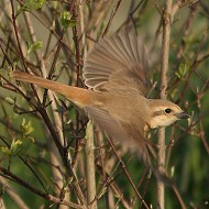 2cy, Porto Viro (RO), 11.04.2015