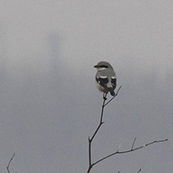 Sorg� (VR), 18.02.2018