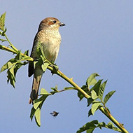 femmina, Lessinia (VR), 28.06.2008