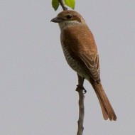 femmina, Oasi Brus� (VR), 4.05.2013