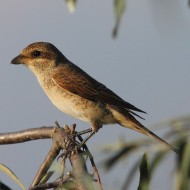 giovane, Vallesina (VE), 17.08.2011