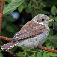 giovane, Monte Baldo (VR), 30.07.2016