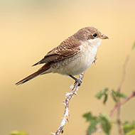 giovane, San Giorgio - Lessinia (VR), 4.09.2013