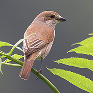 femmina, Lessinia (VR), 10.06.2008