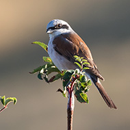 maschio, Lessinia (VR), 15.08.2017