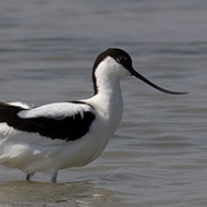adulto, Delta del Po (RO), 12.05.2018