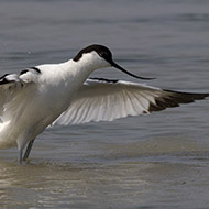 adulto, Delta del Po (RO), 12.05.2018