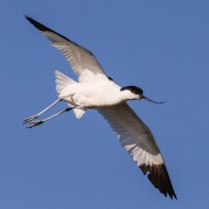 adulto in volo, giugno