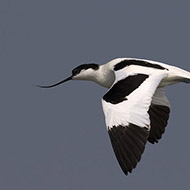 adulto, Delta del Po (RO), 12.05.2018