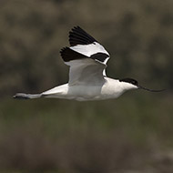 adulto, Delta del Po (RO), 12.05.2018