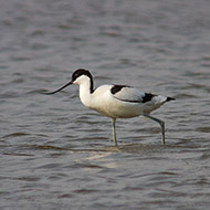 adulto con cavalieri d'Italia, Nogara (VR)19.04.2013