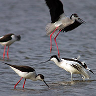 adulto con cavalieri d'Italia, Nogara (VR)19.04.2013