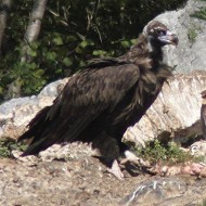 immaturo con grifoni, settembre