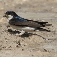 adulto che raccoglie materiale per il nido, luglio