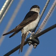 adulto, Mestre (VE), 5.08.2009