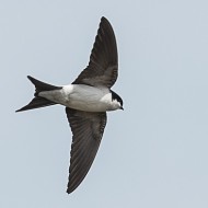 adulti e giovani, Peschiera del Garda (VR), 12.08.2007